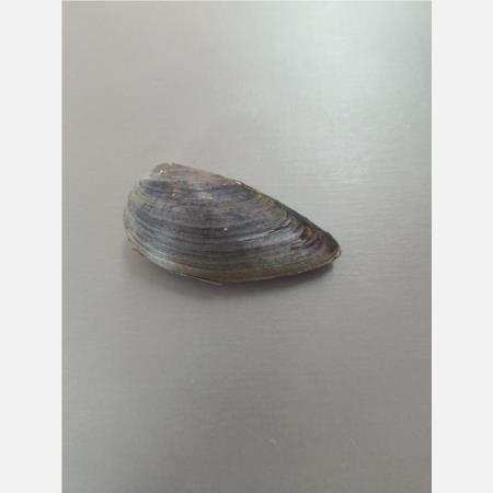 Z0107