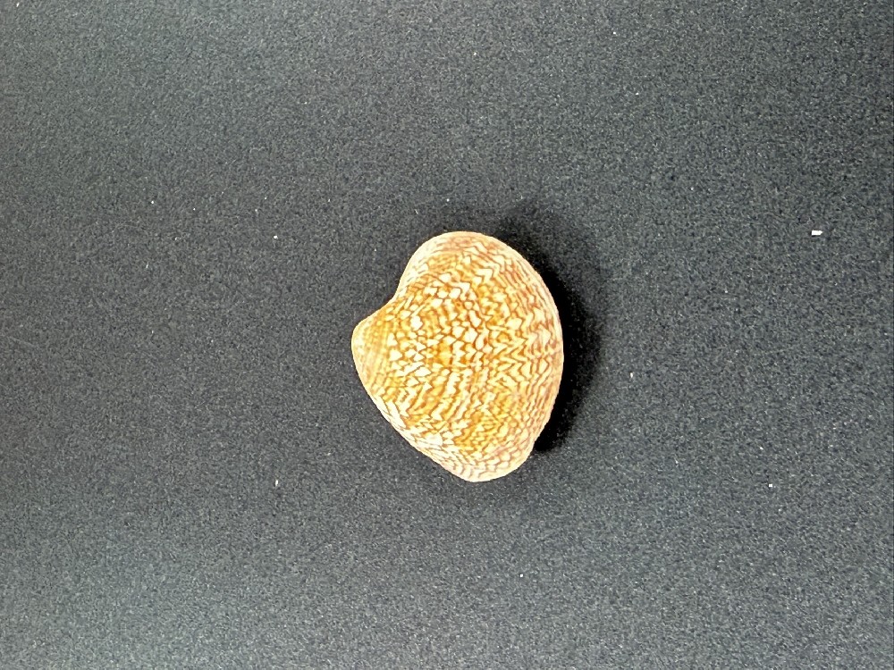 Z0220