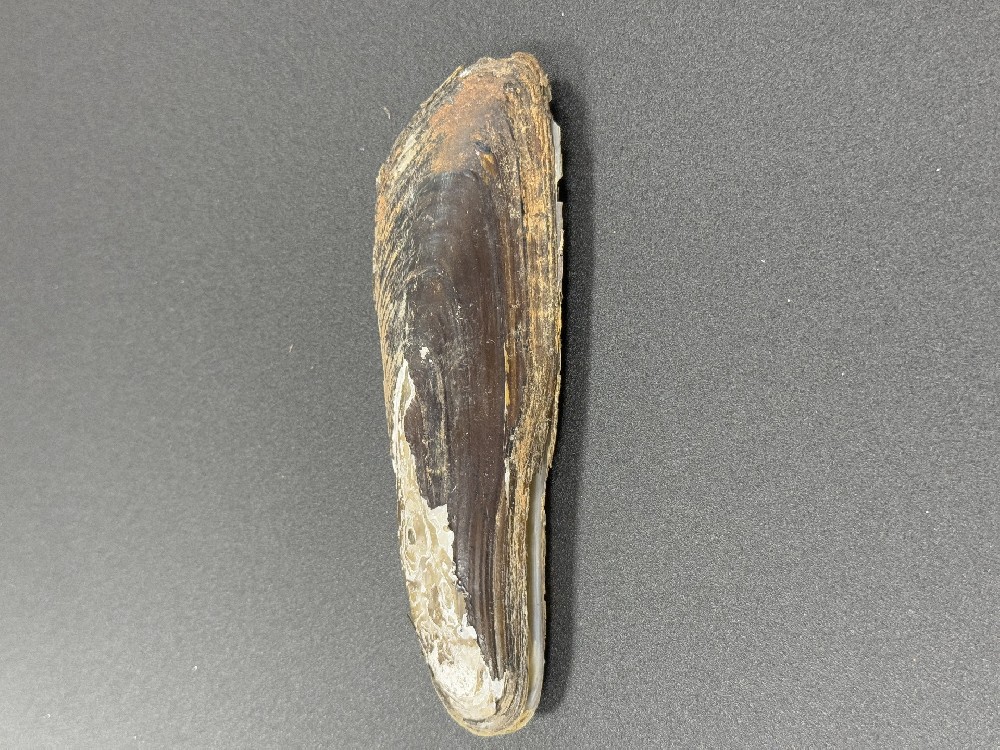 Z0223