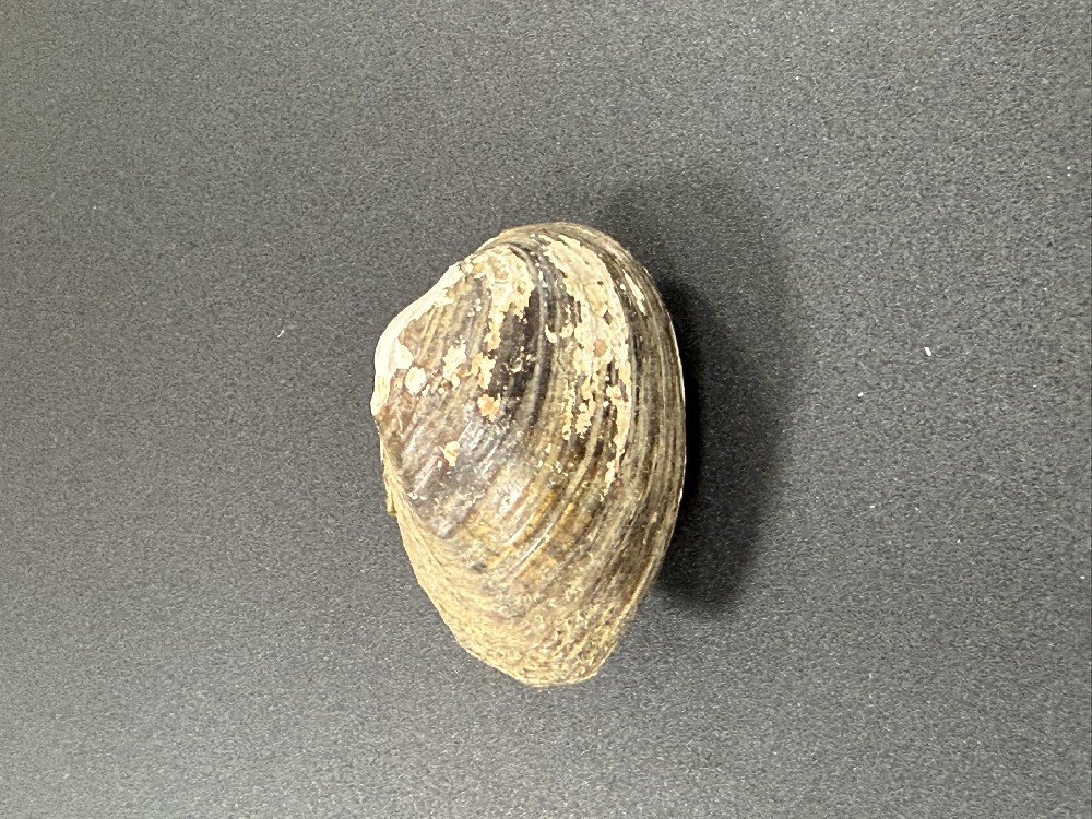 Z0225