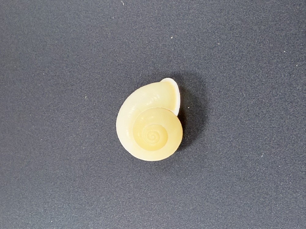 Z0226