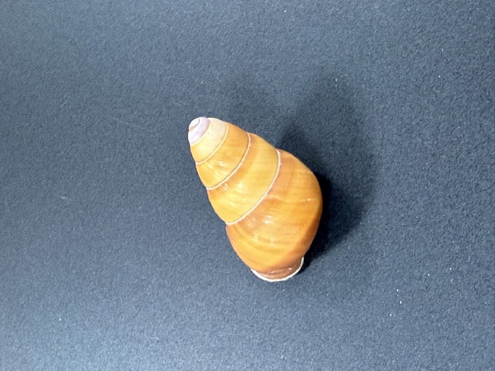 Z0227