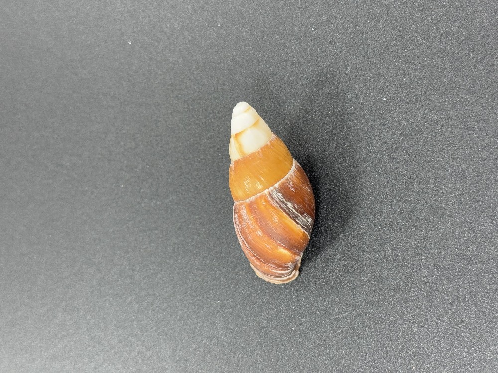 Z0228