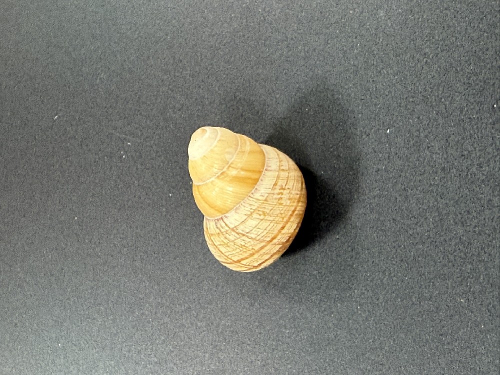 Z0229