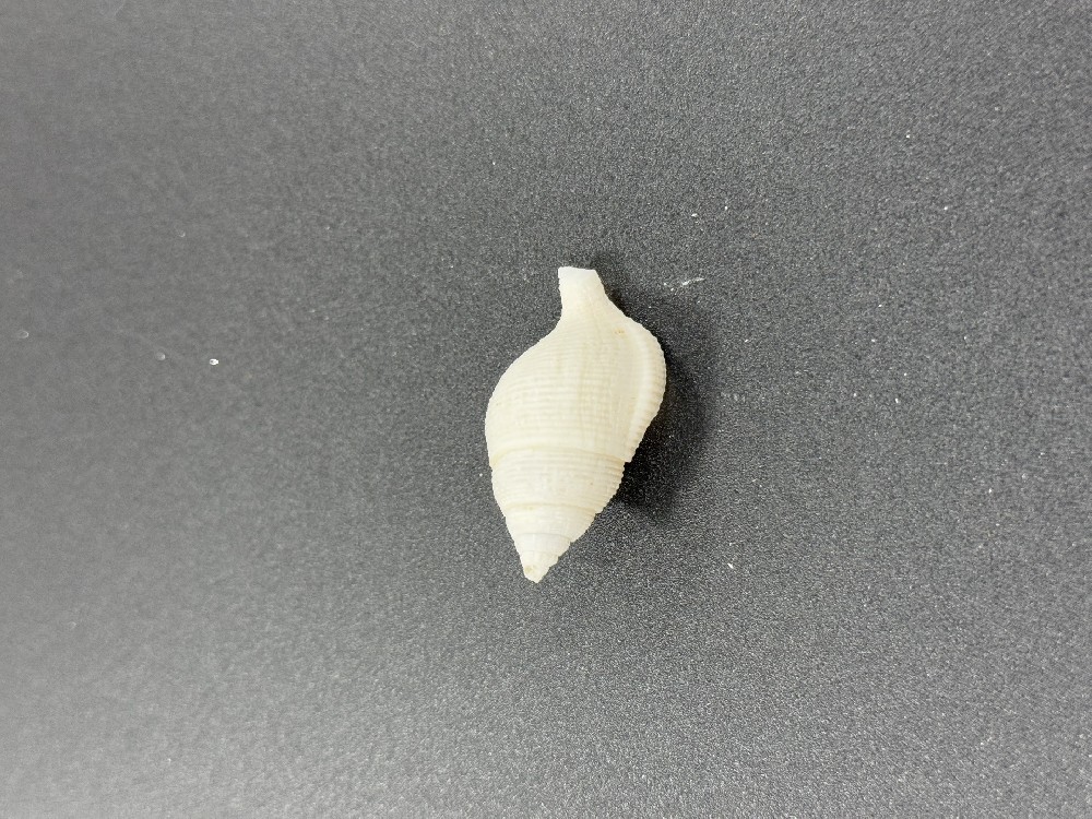 Z0241