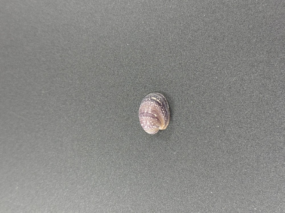Z0243