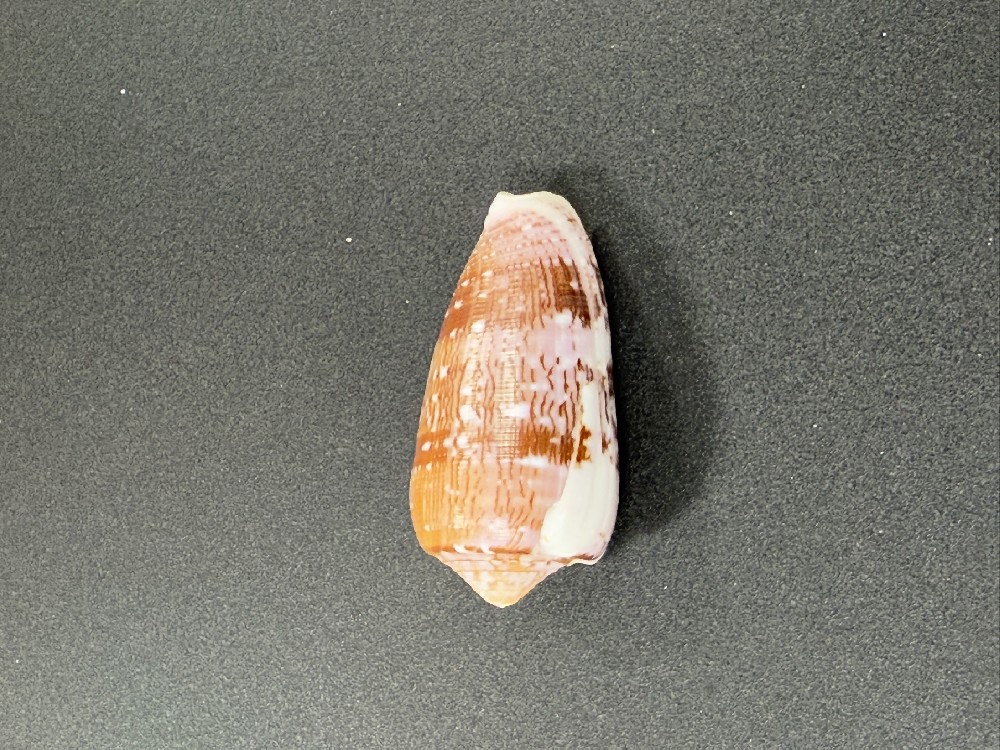 Z0245