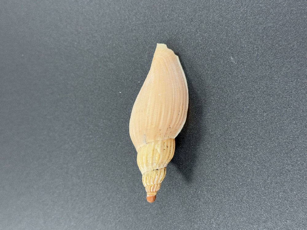 Z0246