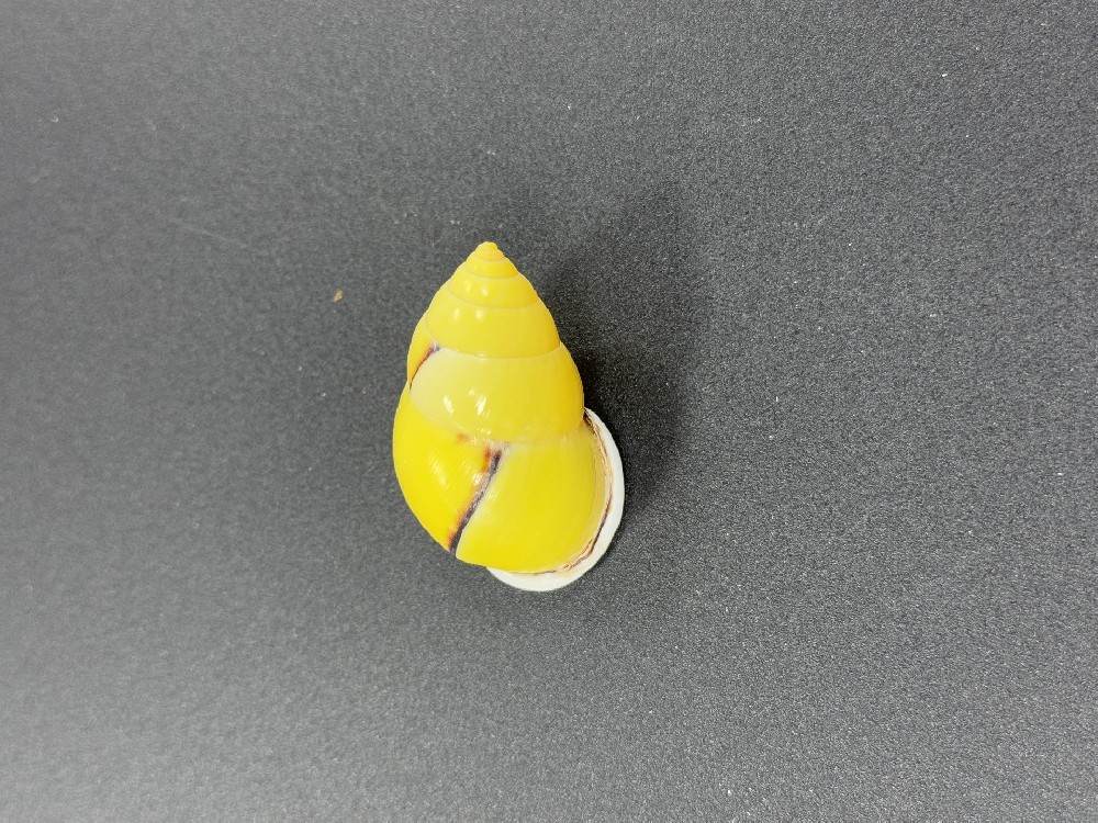 Z0251