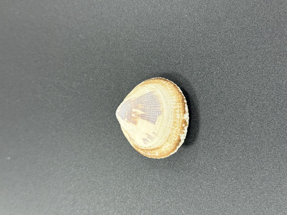Z0252