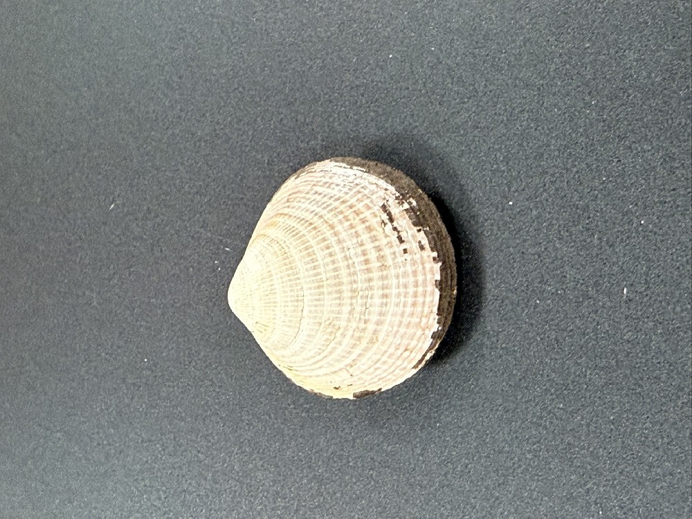Z0253