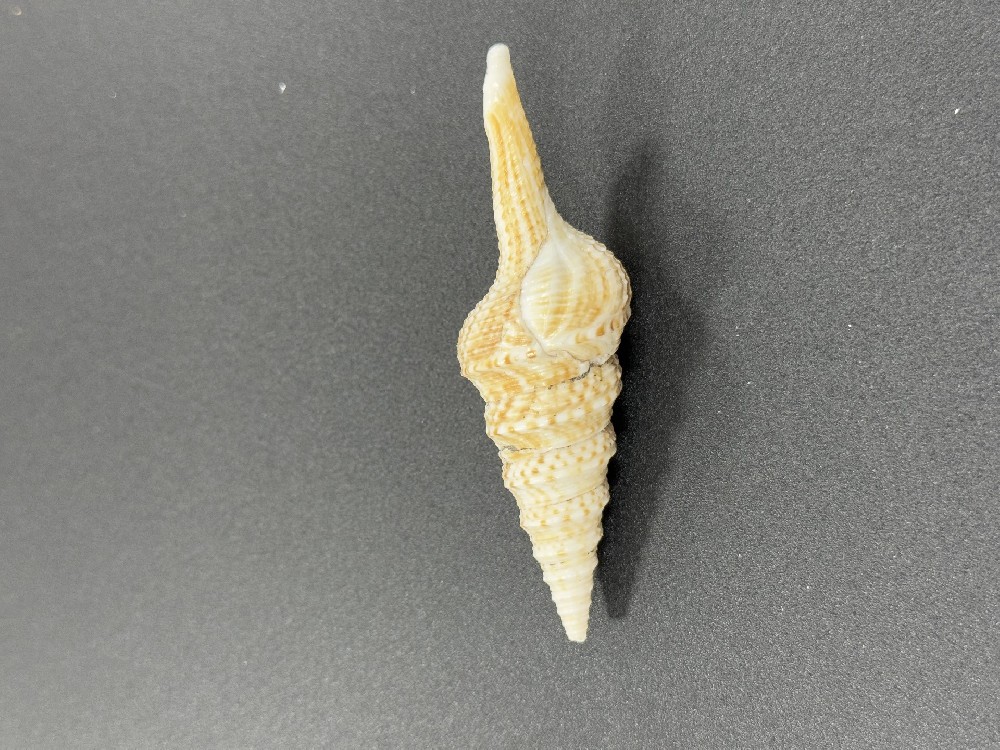 Z0255