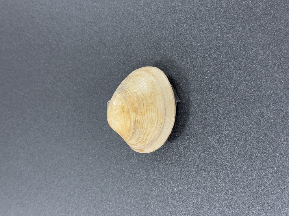 Z0256