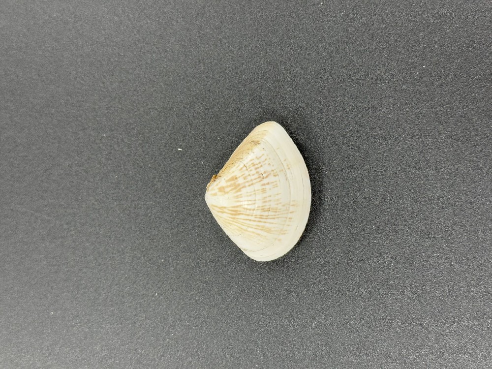 Z0257