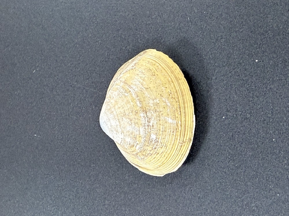 Z0258