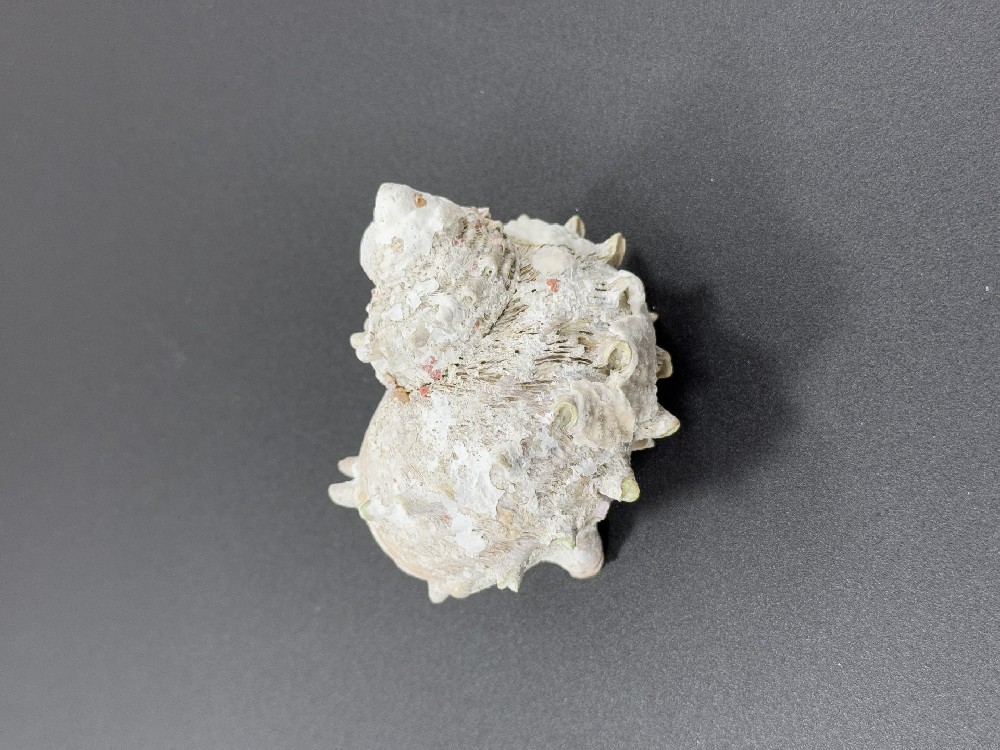 Z0259