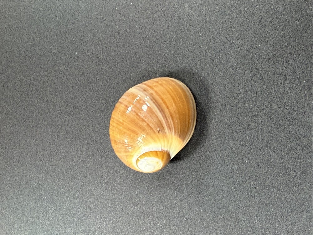 Z0260