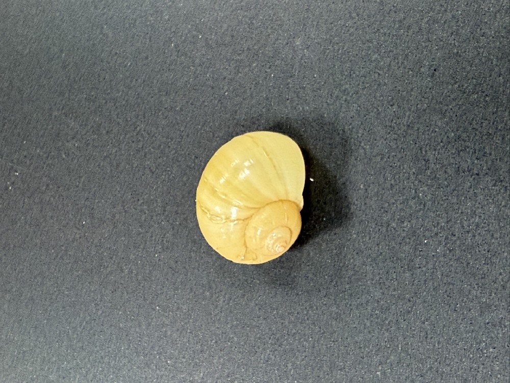 Z0261
