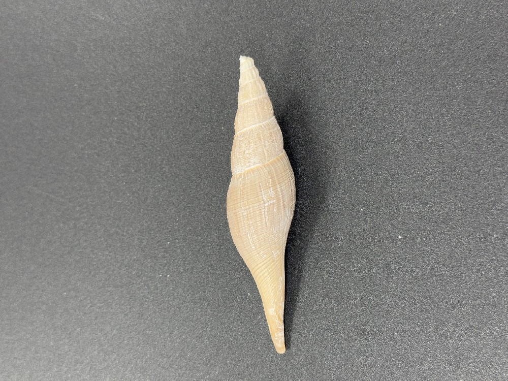 Z0264