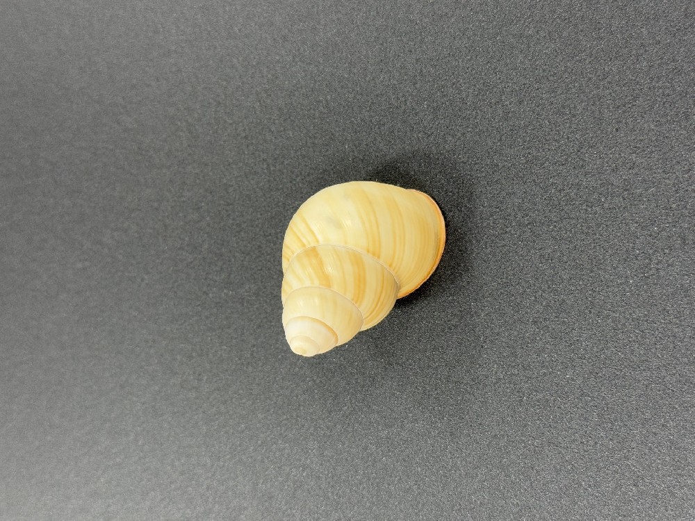 Z0266