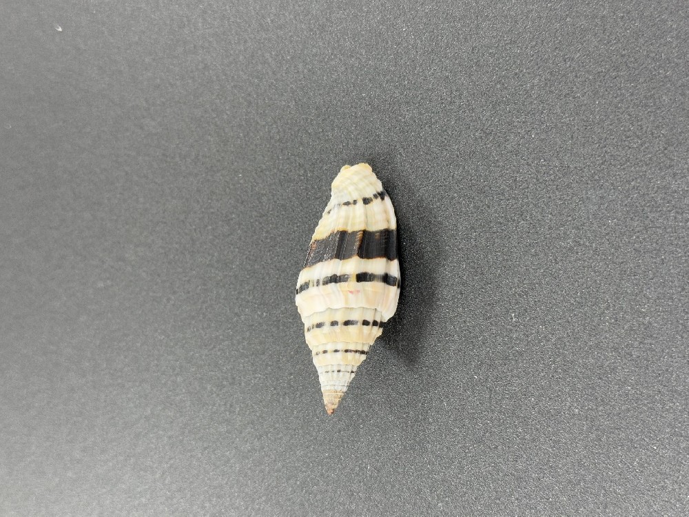 Z0269