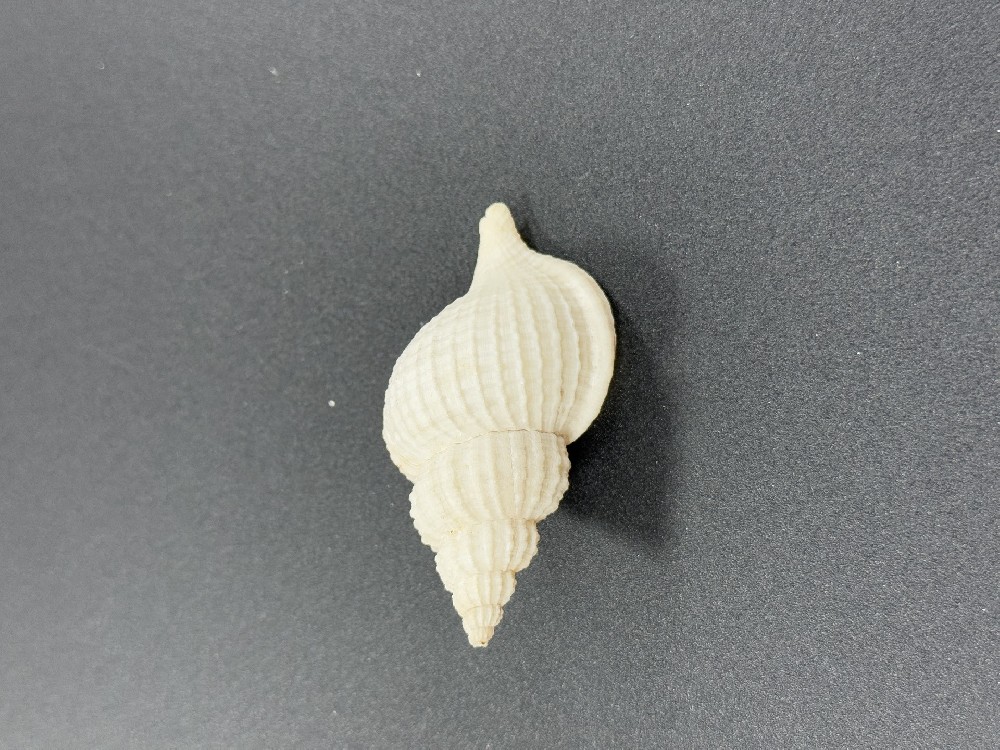 Z0272