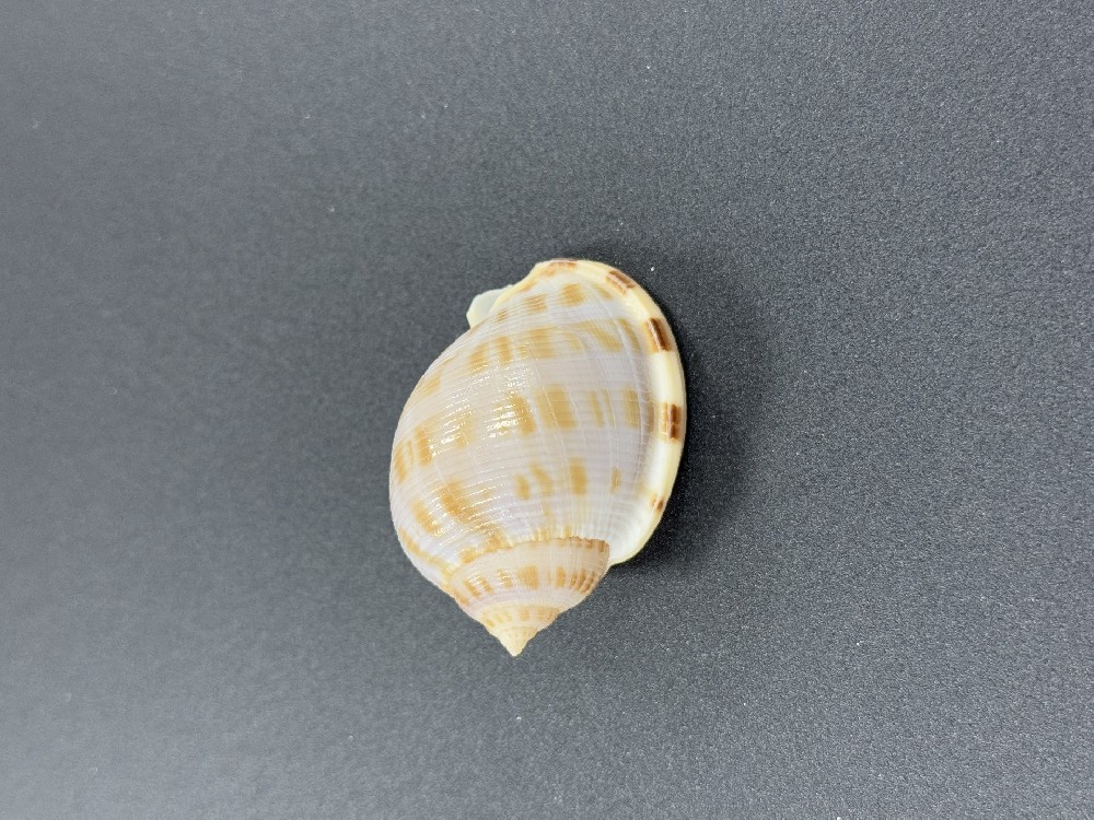 Z0273
