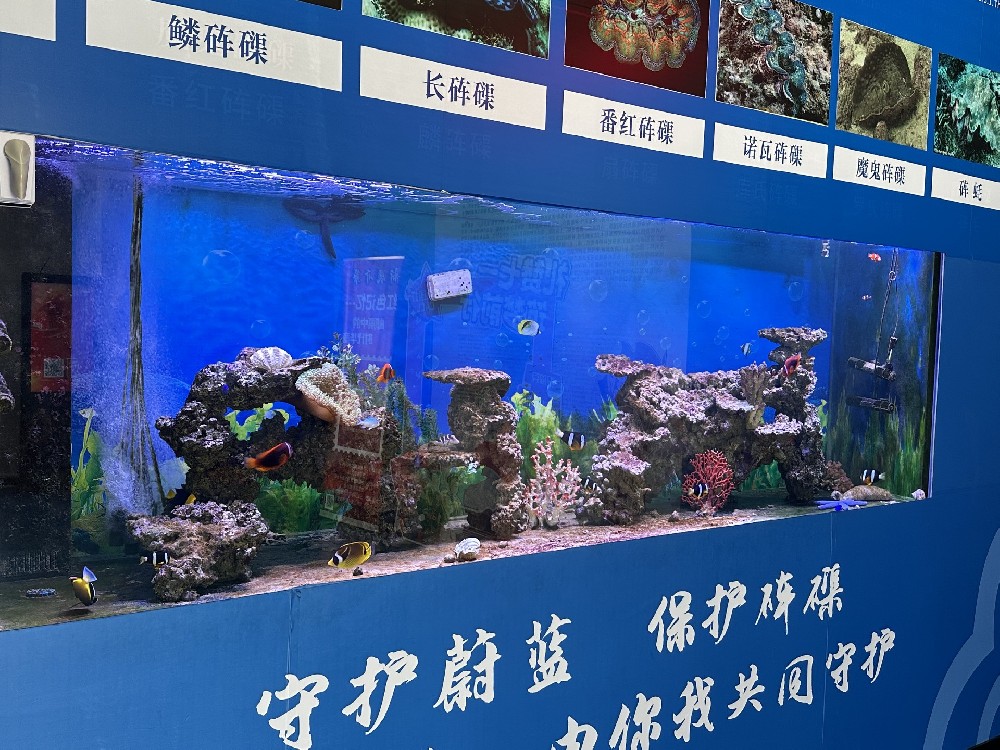 打卡三亚山海贝文化博物馆 解密海洋“贝类瑰宝”