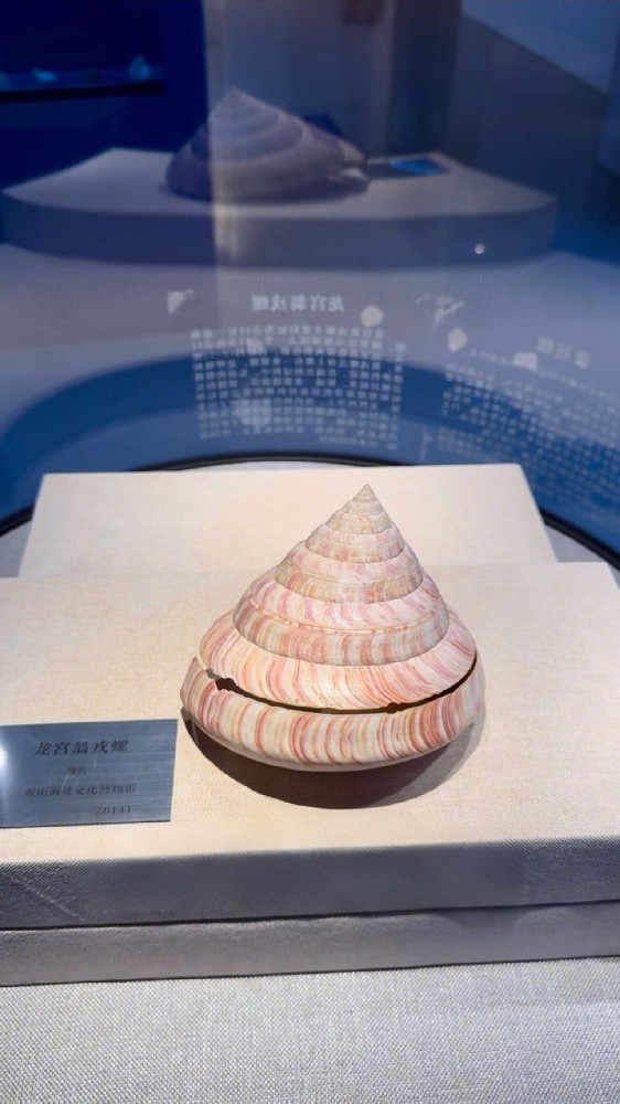 深海稀有贝类---龙宫翁戎螺