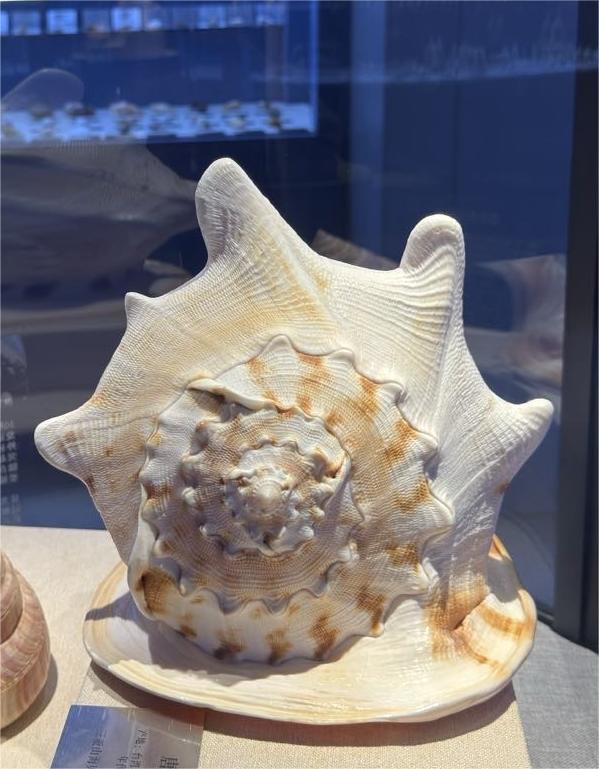 博物馆里藏着位“古代贵族”---唐冠螺