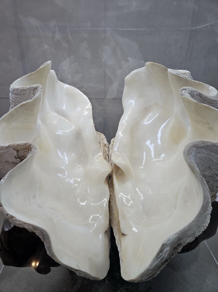 博物馆探秘：砗磲成玉的秘密
