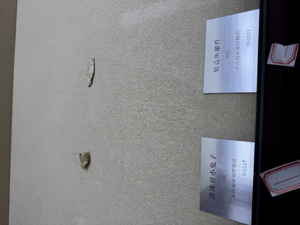 珍珠贝小兔子